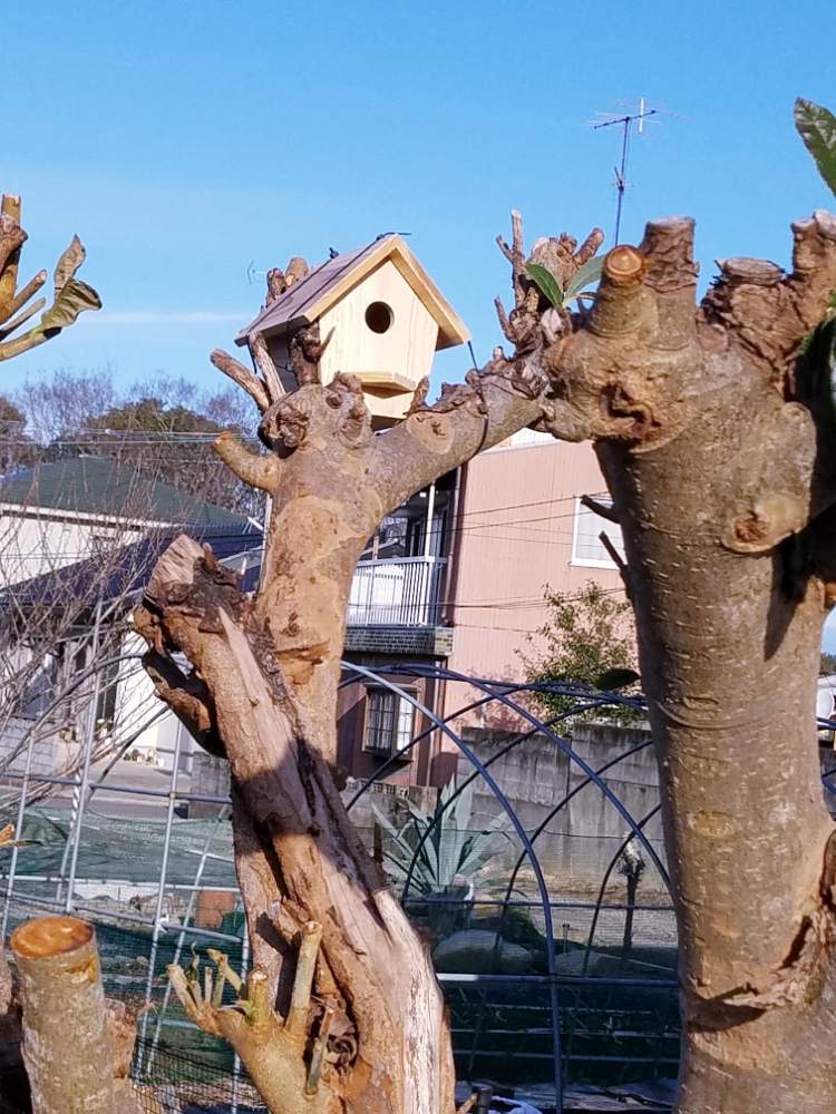 の画像 by えいきち×GARDENさん | 第3の庭とアメリカーナ 高さ1.5メートルとバードハウスとアガベ AGAVEと露地植えとGS永ちゃん部とアガベ地植えとにわとアガベ族(笑)と庭づくりとえいきち★ガーデンと地植えとアガベ属