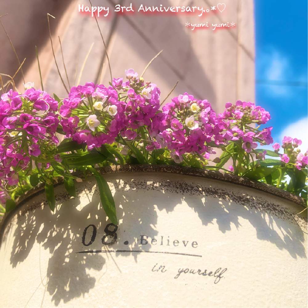 エクステリアの画像 by *yumi yumi*さん | エクステリアとカレックスとスイートアリッサム とスイートアリッサムの花とキュンキュン乙女倶楽部とお疲れ様です♡と東北、北海道に光をと冬に咲く花フォトコンとヒヤミカチ首里城!とありがとう♡と㊗️三周年記念投稿とひやみかち首里城!と青空とコラボシリーズと花のある暮らしと被災地にエールを…。