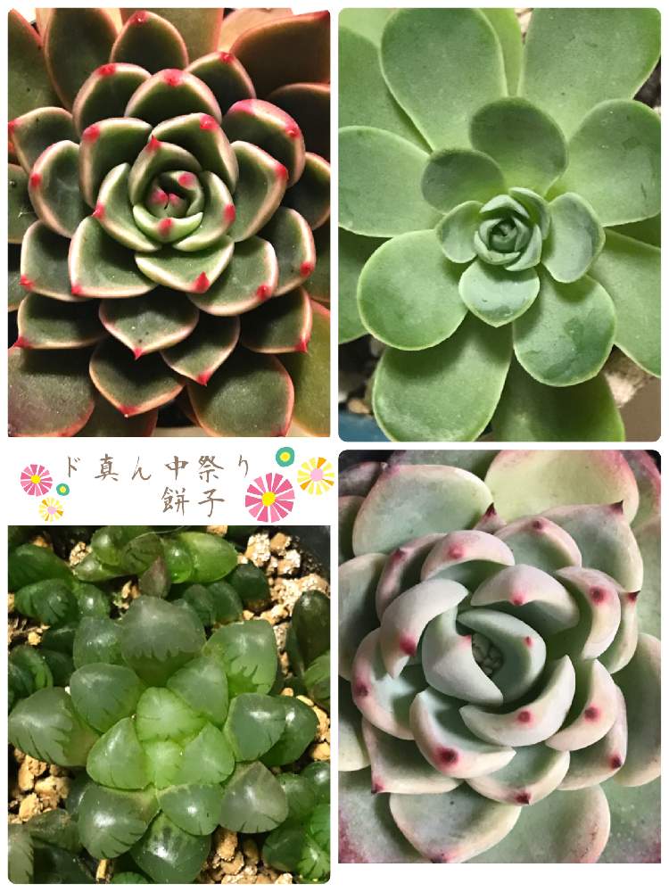 棚の画像 by さくら餅子さん | 棚とオブツーサとチワワエンシスとドドランタリスとハオルチア オブツーサとルドルフNO3と多肉植物と餅子のチワワエンシスと餅子のルドルフNo.3とたにおたくらぶNo.178*と餅子のハオルチア・トルンカータとド真ん中祭りとド真ん中の日と多肉ラボ©と多肉女子と餅子のドドランタリスと多肉おばちゃんとたにおたくらぶ