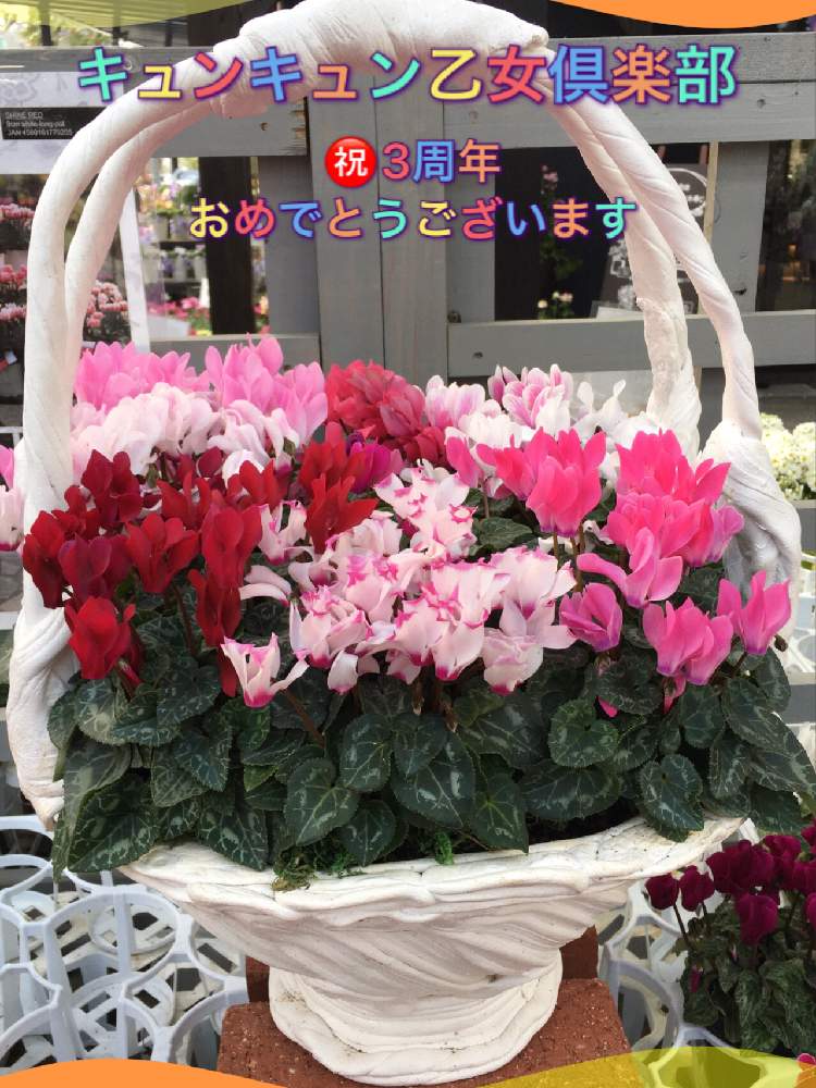 お出かけ先の画像 by nobuちゃんさん | お出かけ先と冬に咲く花フォトコンと素敵✨✨✨と㊗️三周年記念投稿と可愛い❤とおめでとう♡とGSのみなさんに感謝♡とGSに感謝。とfukuoka effectとガーデンシクラメンの寄せ植えと癒される❤と大好きな お花屋さん