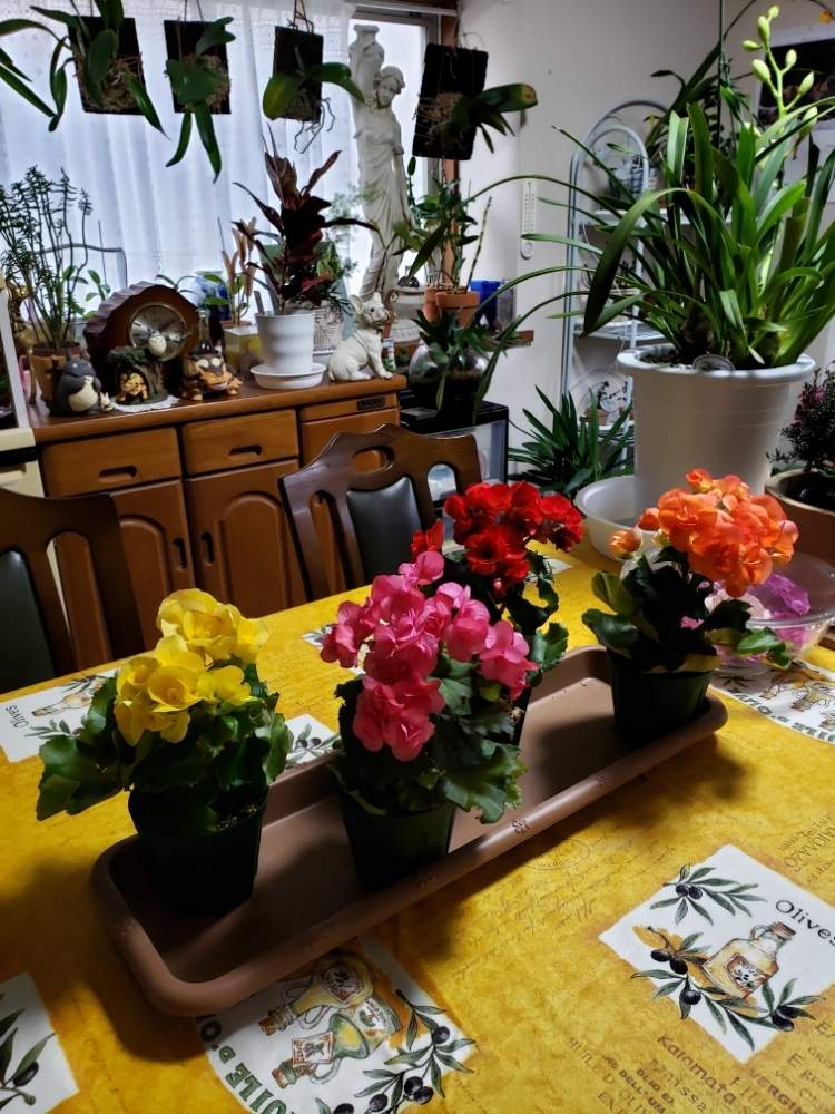 キッチンの画像 by 天空のバラの五線譜さん | キッチンと立体的な庭造りとお花療法と花のある暮らしとベゴニア☆と花色癒し
