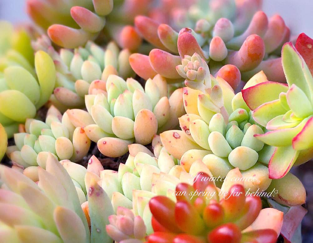 小さな庭の画像 by COOさん | 小さな庭とセダム属と多肉植物と 虹の玉とイエローフンバート多肉とセデベリア属と放置栽培と 薄化粧と多肉大好きと恋心♡とスノージェイド❁と多肉女子とハンメリー♡とタニラーと たまつづり