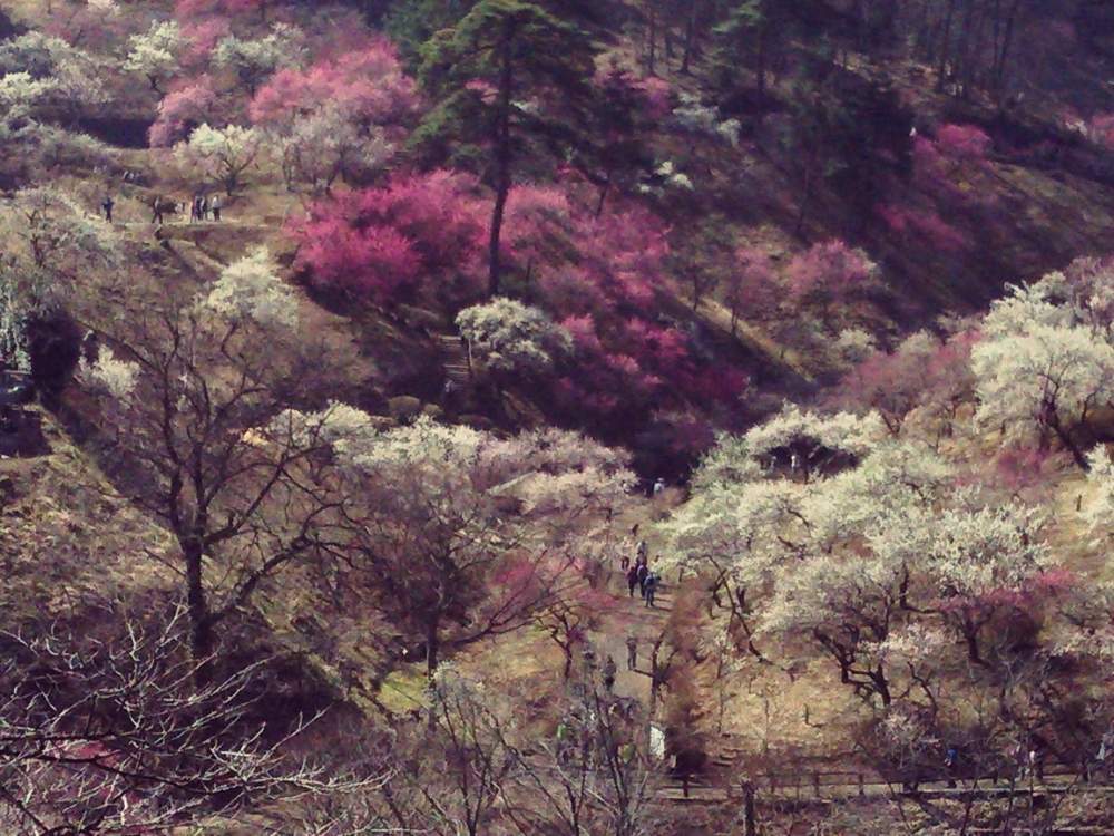 お出かけ先の画像 by やまちゃん~旅~さん | お出かけ先とうめと今日のお花と青梅市梅の公園
