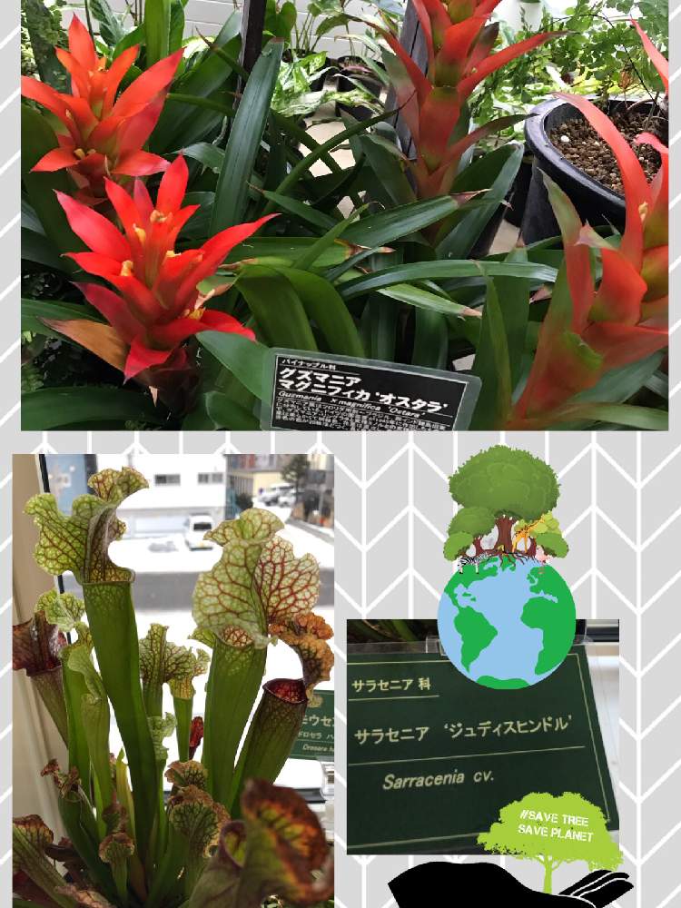 お出かけ先の画像 by さっちさん | お出かけ先と花のある暮らしと珍しい植物