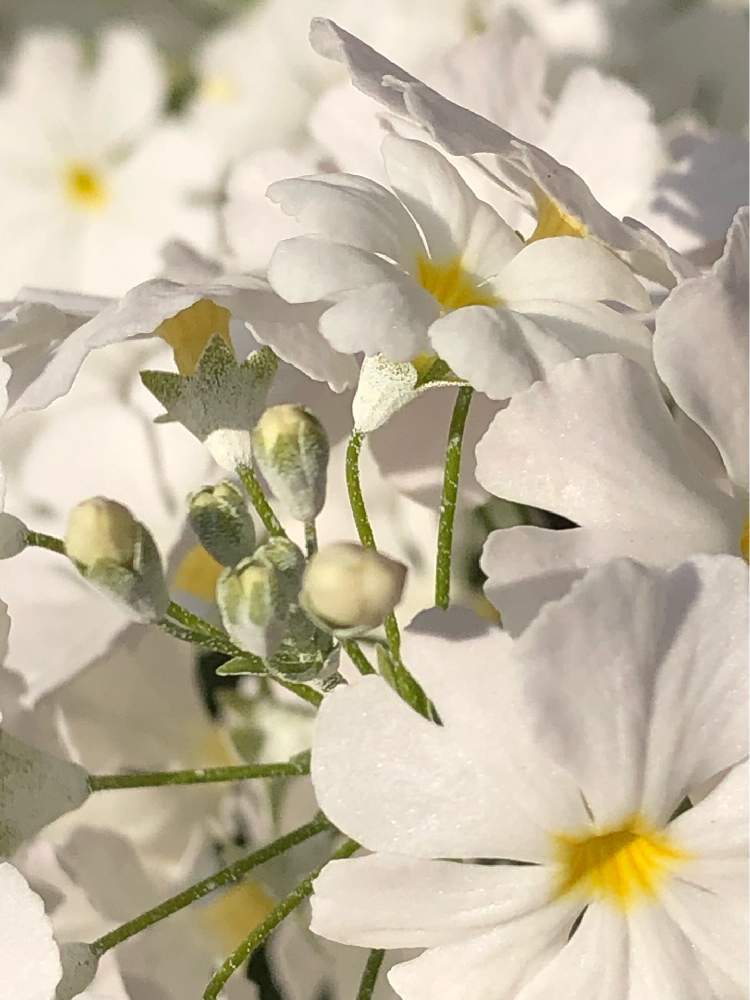 の画像 by pomemamaさん | さくら草と皆様にありがとう♡と♡優しさに感謝♡と✧︎追悼✧︎と(ㅅ˘˘)♡*.+゜感謝♡と✧︎iPhone8撮影✧︎と✩25年目の記憶✩と花のある暮らしと✩.*˚願い☆。.:*・゜とお願いします(>人<;)