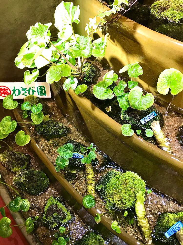 お出かけ先の画像 by TIさん | お出かけ先と苔(コケ)とわさびと四季のガーデンを旅行するとボタニカルスポット2020冬