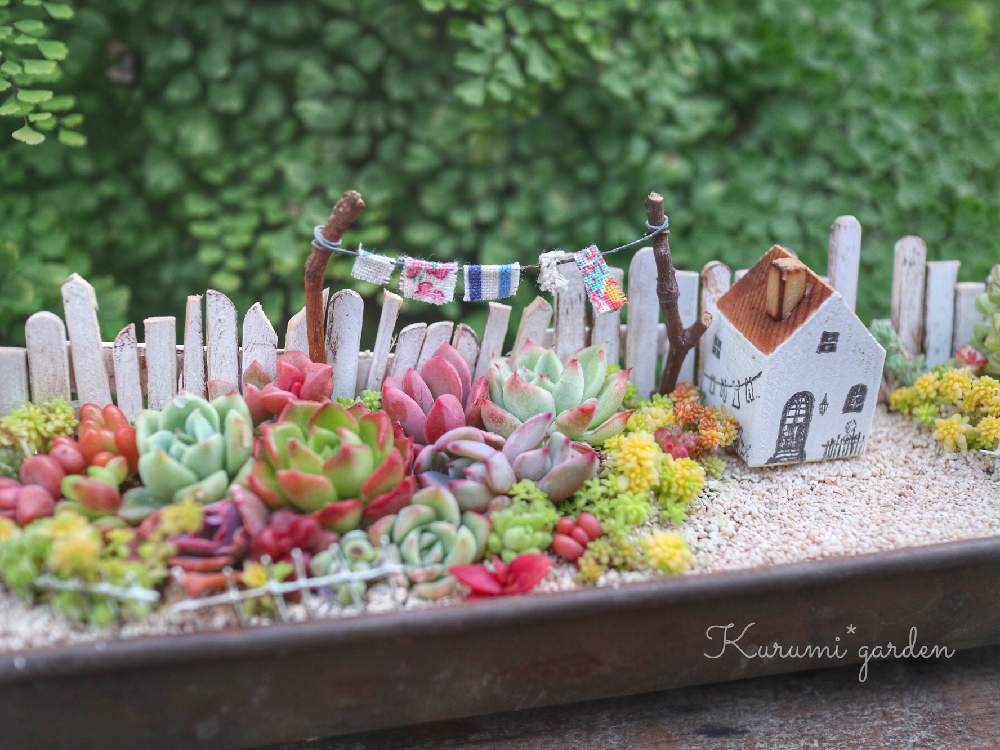 の画像 by くるみ*さん | アジアンタムと多肉植物 寄せ植えとゴールデンカーペットと箱庭とミニ多肉植物と箱庭 多肉植物とミニチュアガーデンと箱庭作りと多肉箱庭とkurumi gardenとハンドメイド作品と洗濯物のゆれる箱庭と多肉植物寄せ植えとナチュラルガーデンと多肉植物のある暮らしとくるみガーデンと多肉女子と雨樋プランターと小さな世界とKurumi*gardenとミニミニハウス