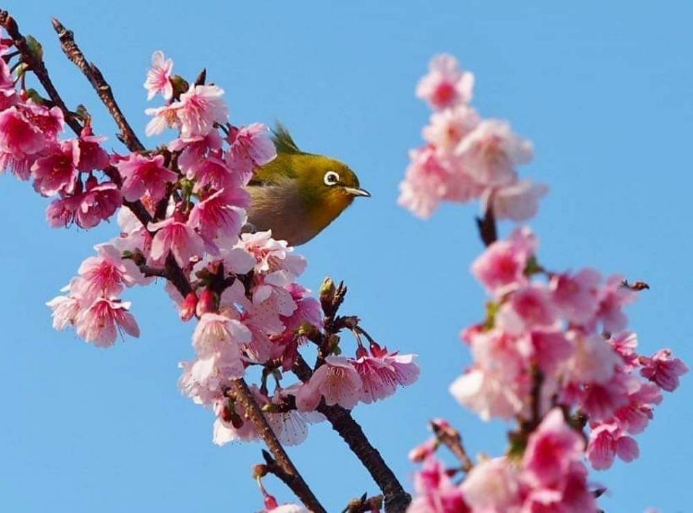 の画像 by quicoule❁*゚さん | さくら サクラ 桜と今日も笑顔で♡とさくらさくら咲け咲けさくらとありがとう❤️とおはようございますとお花が好き♡としあわせ♡と素敵な出会いに感謝と花のある暮らしと優しい時間