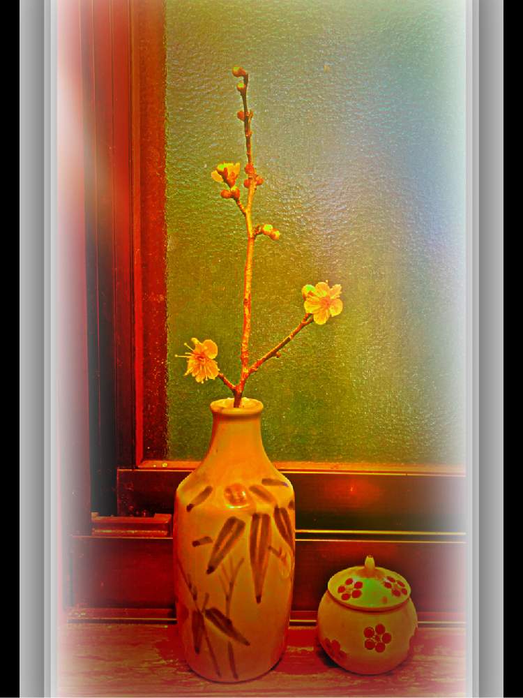 窓辺の画像 by Kazyanさん | 窓辺と白梅の花と白梅シリーズ 和堂と生花シリーズ 和堂と梅シリーズ 和堂と小さな花器と花器の色々 和堂
