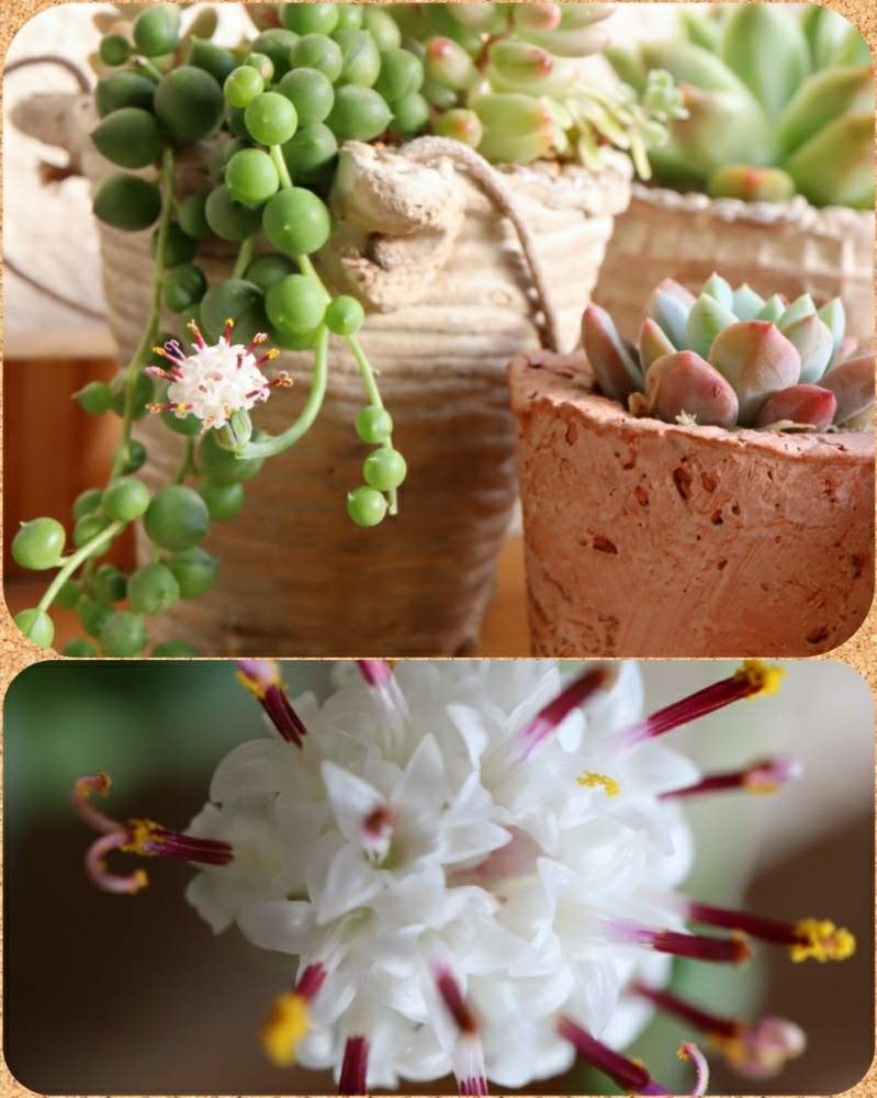 バルコニー/ベランダの画像 by m-hippo*さん | バルコニー/ベランダとグリーンネックレスと多肉植物と植物のある暮らしと多肉大好きとno green no lifeと緑のある暮らしと花のある暮らし