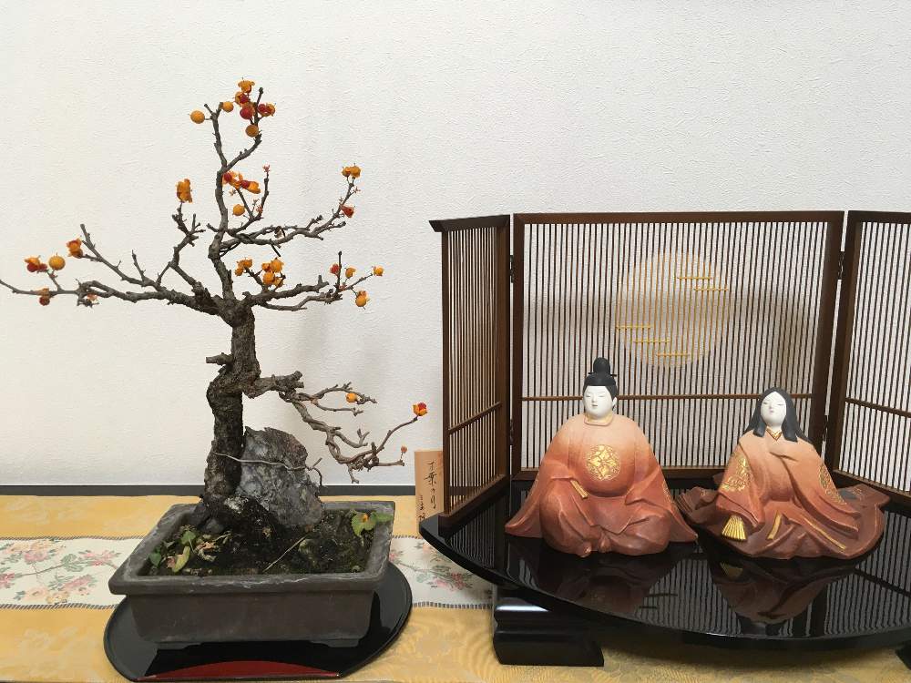 部屋の画像 by HTさん | 部屋と『冬の盆栽』フォトコンとツルウメモドキの実とふゆに負けないとツルウメモドキの盆栽と冬を楽しむと花のある暮らしとツルウメモドキ盆栽と盆栽