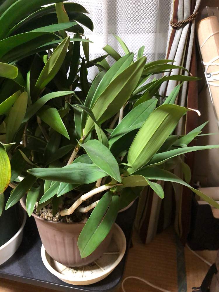 部屋の画像 by bukkieさん | 部屋とキンギアナムと着生植物とボタニカルライフと植物男子と緑のある暮らしと花のある暮らし