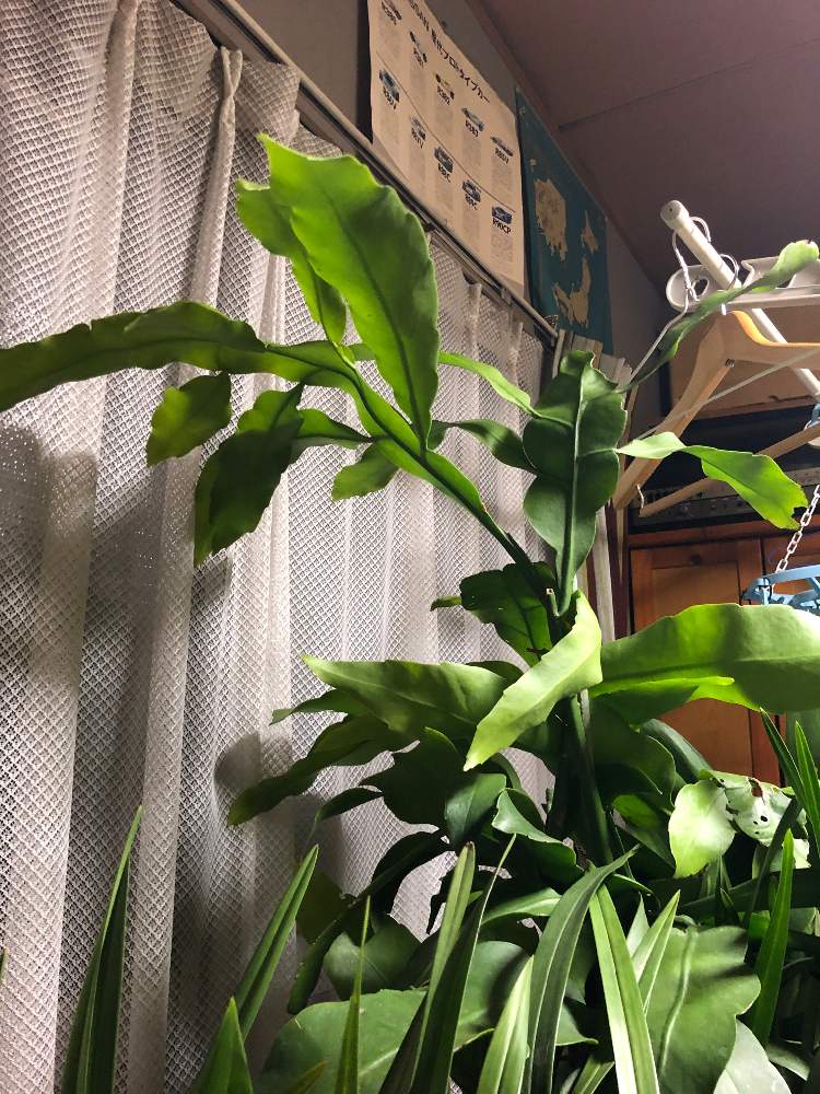 部屋の画像 by bukkieさん | 部屋と月下美人と多肉植物と観葉植物とボタニカルライフと植物男子と緑のある暮らしとガーデニングと花のある暮らし