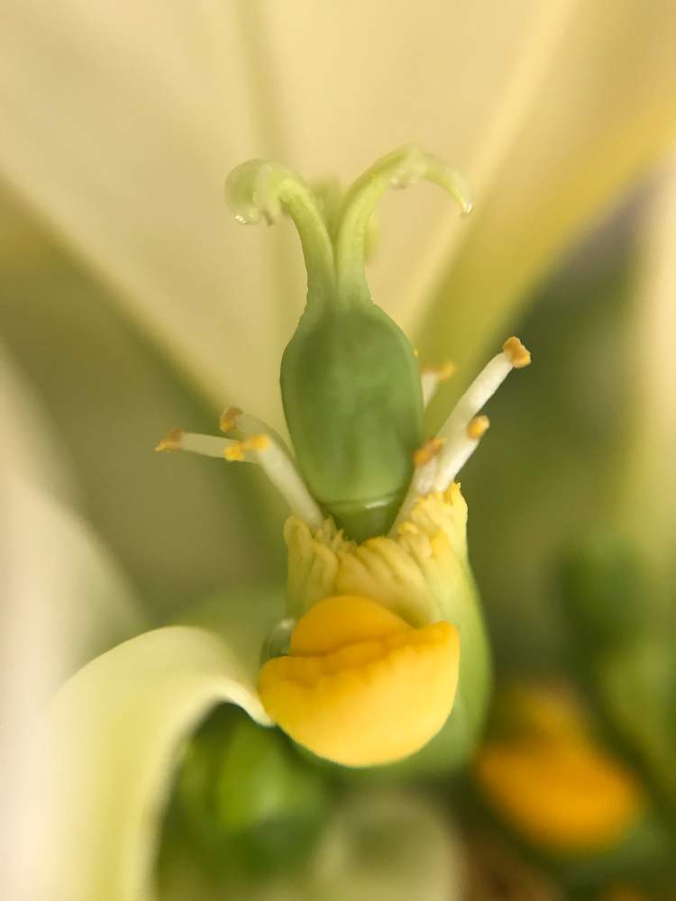 の画像 by nicoさん | ポインセチアとポインセチア アラスカと観葉植物と成長記録とユーフォルビア属。とトウダイグサ科