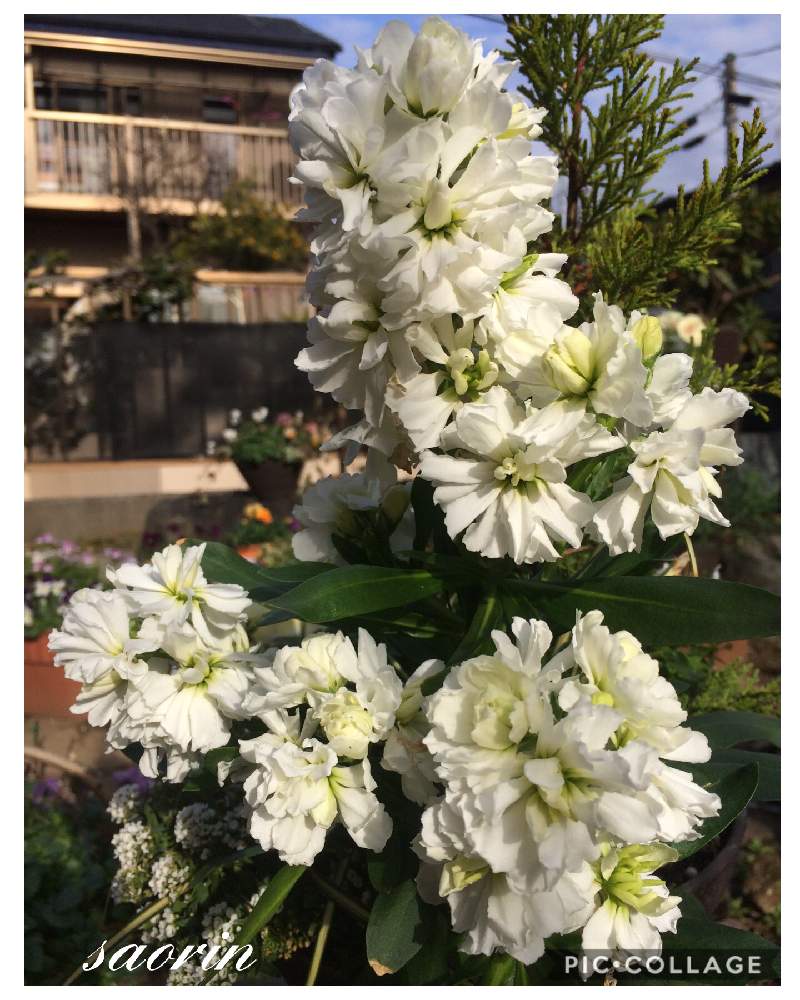 小さな庭の画像 by saorinさん | 小さな庭と冬に咲く花フォトコンと寄せ植えと花のある暮らしと ストックと白い花♡