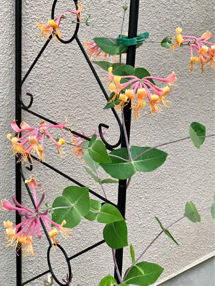 の画像 by Green.Bagさん | スイカズラとハニーサックルと花のチカラと元気な子と綺麗と今日の花と花のある暮らしとかわいいといいねをありがとう