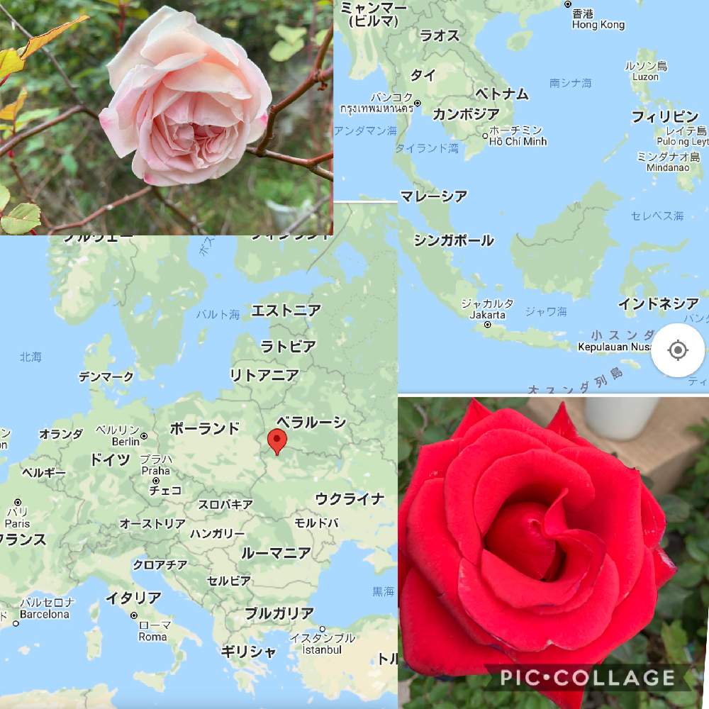 デスクの画像 by 『薔薇の初心者教室』 How to grow Organic Roseさん | デスクとYouTubeとローズショーとバラ初心者とばら バラ 薔薇と薔薇愛同盟と薔薇男子と薔薇女子と初めてのバラとバラの育て方とYouTuberと世界に羽ばたきたいと世界へ羽ばたきたいRosarian YouTuber La Vie en roseですと花のある暮らしとバラ・ミニバラとロザリアンと初めての薔薇とglobal Rosarian YouTuberとバラを楽しむとバラのお手入れとロザリアンメンズ