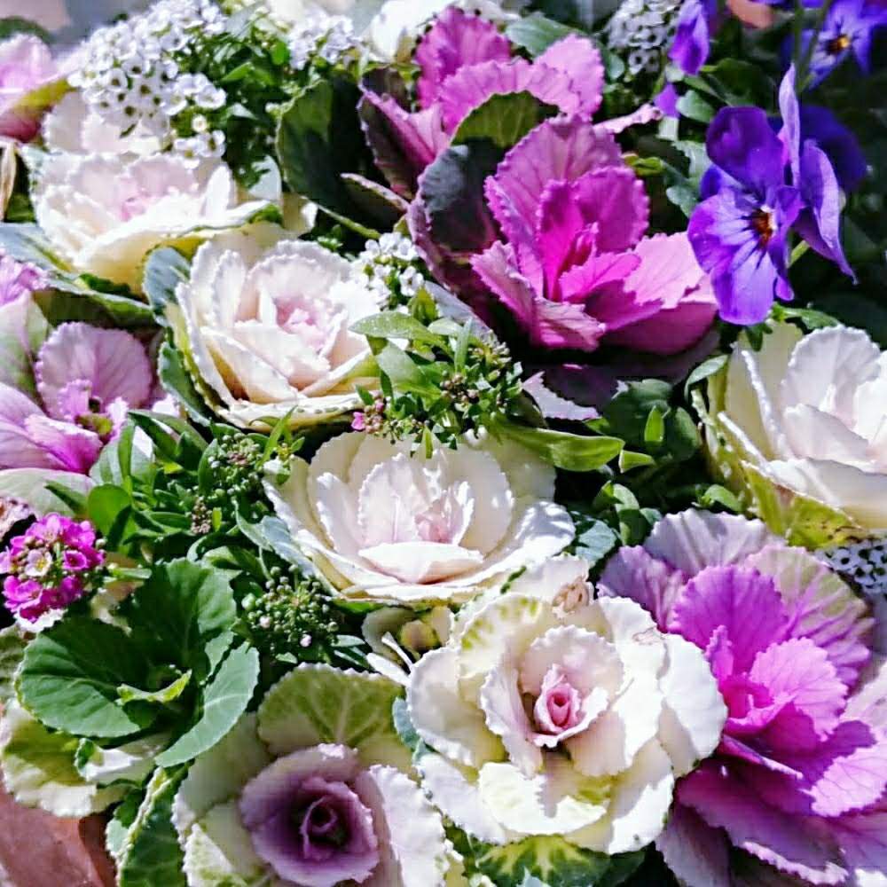 アプローチの画像 by aki~nakさん | アプローチとHTCとWEEKEND FLOWERと冬に咲く花フォトコンと♯葉牡丹といやされる♡とGS映えとしぞーか勢とGS日和と今日の一枚と有難う♥と花のある暮らしと花の16年組♡とGREEN UP!と自己満足´ω`*