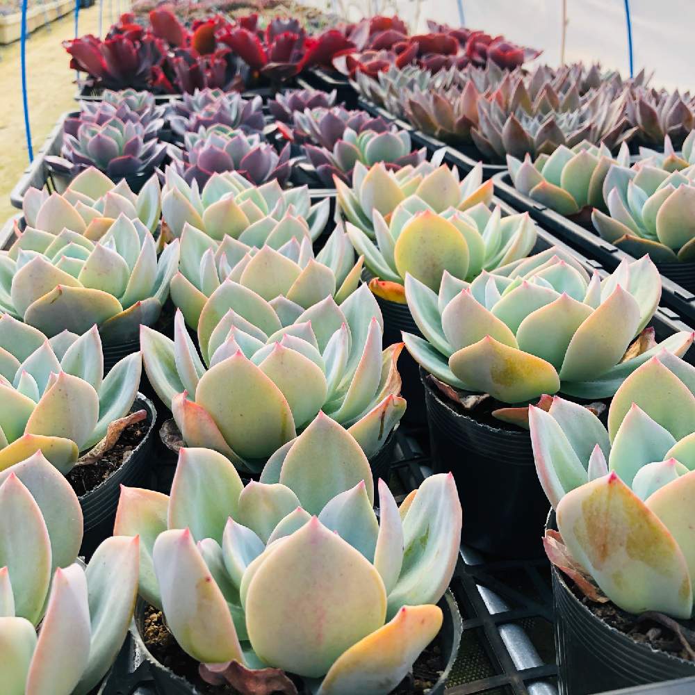 バルコニー/ベランダの画像 by 多肉植物専門店ビスタさん | バルコニー/ベランダと多肉植物とデラックス多肉と観葉植物と植物男子ともりもり多肉と癒しとお誘いとGS映えと今日の一枚と世界の多肉植物とエケベリア女子とエケベリア属と多肉女子と多肉植物とサボテンともりもりとガーデニングと珍奇植物と花のある暮らしと家庭菜園奮闘日記と多肉初心者と 白鳳