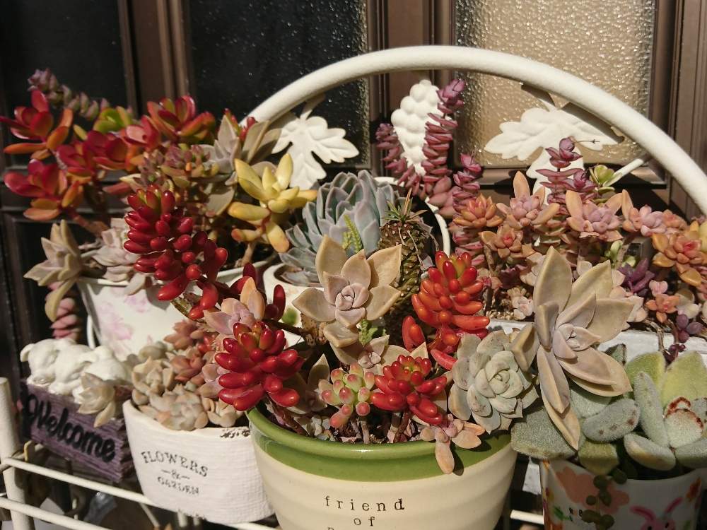 玄関の画像 by DEEP TOWNさん | 玄関と多肉植物ともりもり多肉と今日の一枚と紅葉(こうよう)とエケベリア女子と多肉女子とタニラーと真っ赤