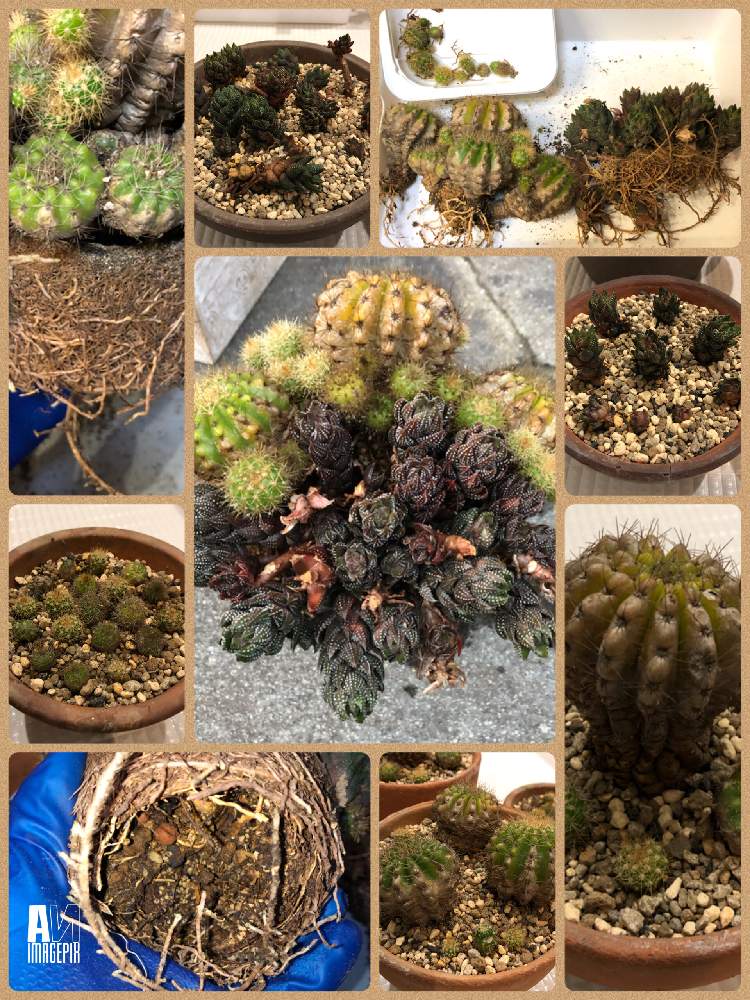 窓辺の画像 by あんさん | 窓辺と金盛丸と九輪塔と乾燥責めと水責めと寄せ植えと植え替えとやさお責めと解体責めと№17と№16