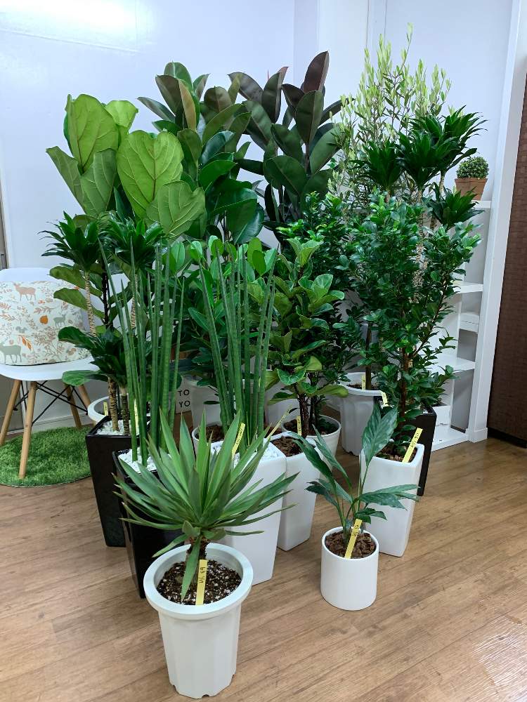 インテリアの画像 by e-RANさん | インテリアと観葉植物を楽しむと観葉植物と植物のある暮らしとジャングルとわが家の観葉植物❢と一点物と珍しいと植中毒と朴仕立てと多肉女子と楽天e-RANと鹿児島とフィカス属とオシャレ観葉と集合!と可愛いと個性的と今日の観葉植物とGREEN UP!と観葉植物専門店