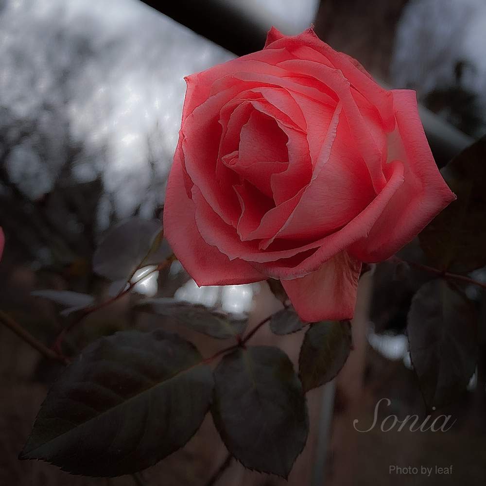 お出かけ先の画像 by MUKさん | お出かけ先とバラと薔薇と令和✨四季のみち