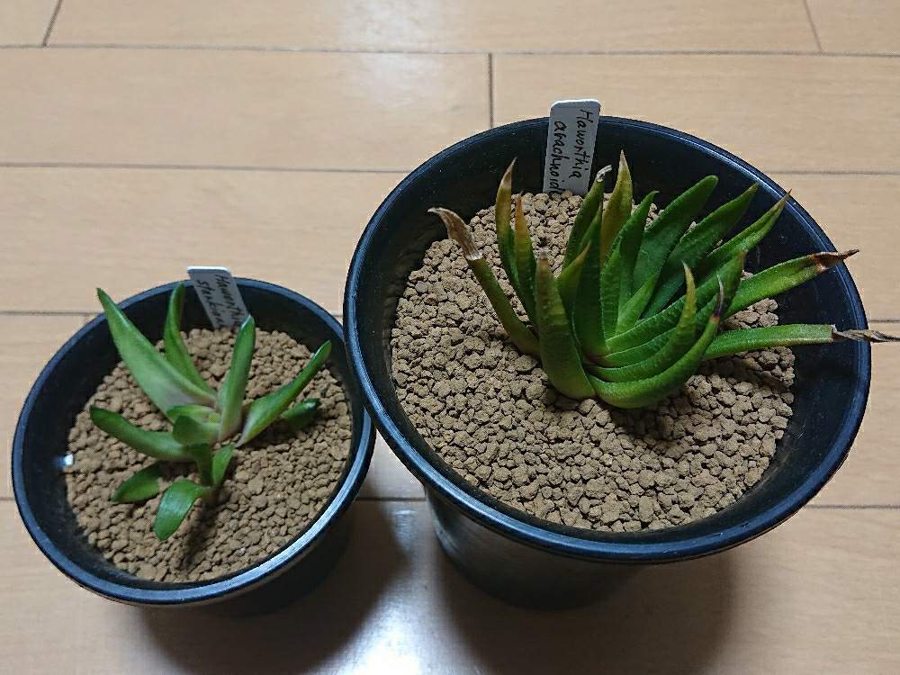 部屋の画像 by botanicallifeさん | 部屋とハオルチアとハオルチア・アラクノイデアとハオルチア 風車とハオルチア・スターキアナとハオルチア 縞蜘蛛と多肉植物とハオルチア属とヤフオク