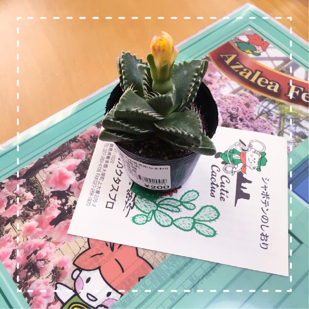 部屋の画像 by うめこさん | 部屋と多肉植物とキュンキュン乙女倶楽部と見つけたよ♪とおきにいり ♡とお迎えしました ♪