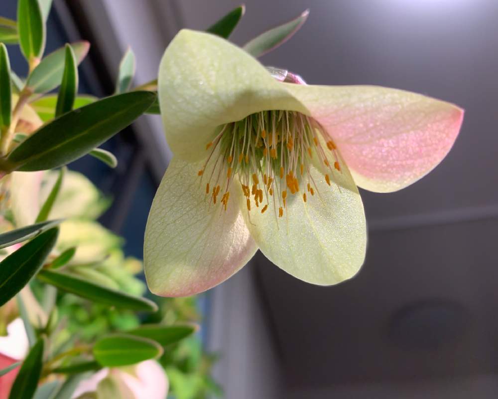 部屋の画像 by ハルさん | 部屋とピメレア ピソディスと観葉植物と冬に咲く花フォトコンとわが家の観葉植物❢とno green no lifeとグリーングリーン♪と植中毒とリビングと観葉植物のある暮らしと花のある暮らしとオージープランツとGREEN UP!
