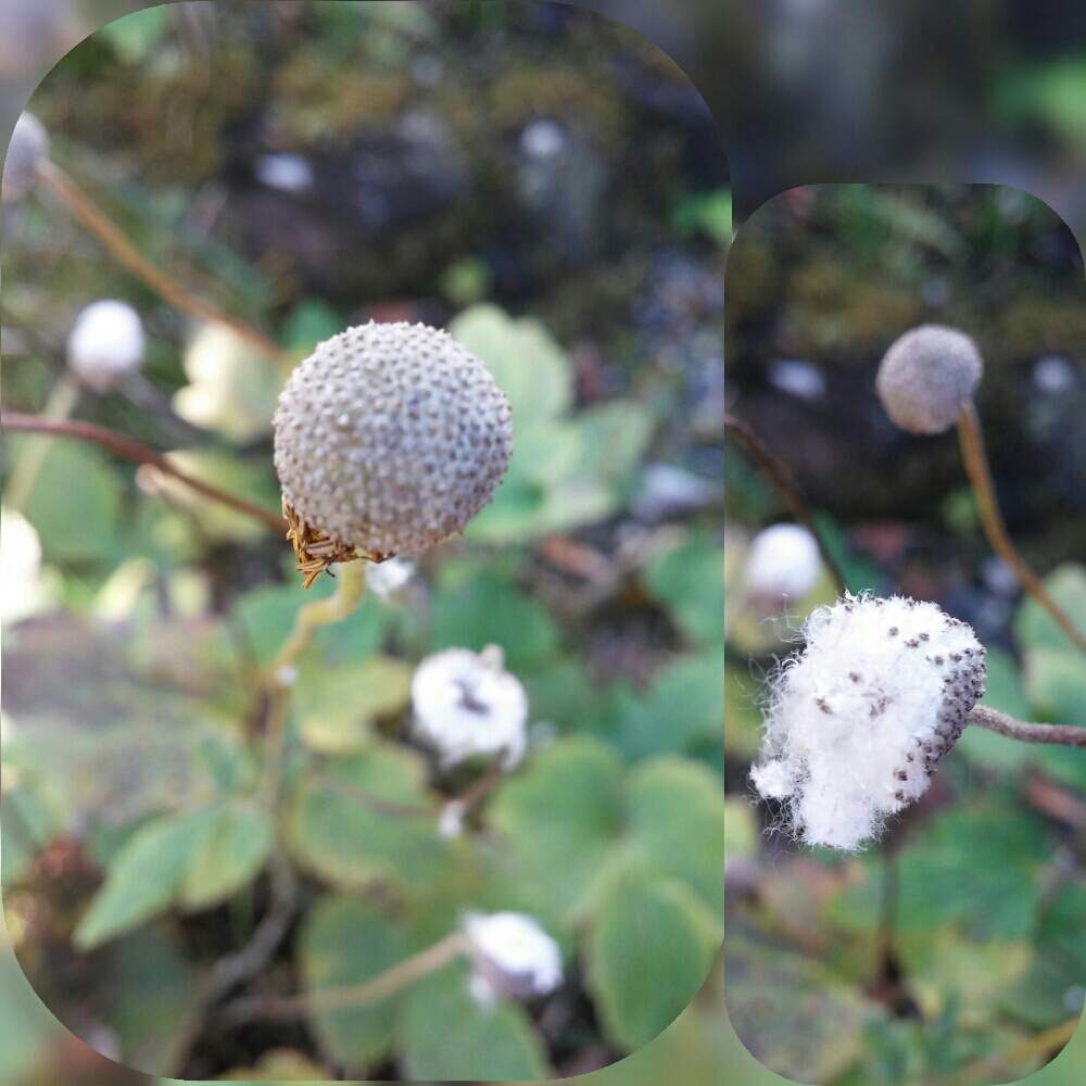 お出かけ先の画像 by 愛でるさん | お出かけ先と秋明菊と山野草と花のある暮らしと滋賀県と休暇の旅