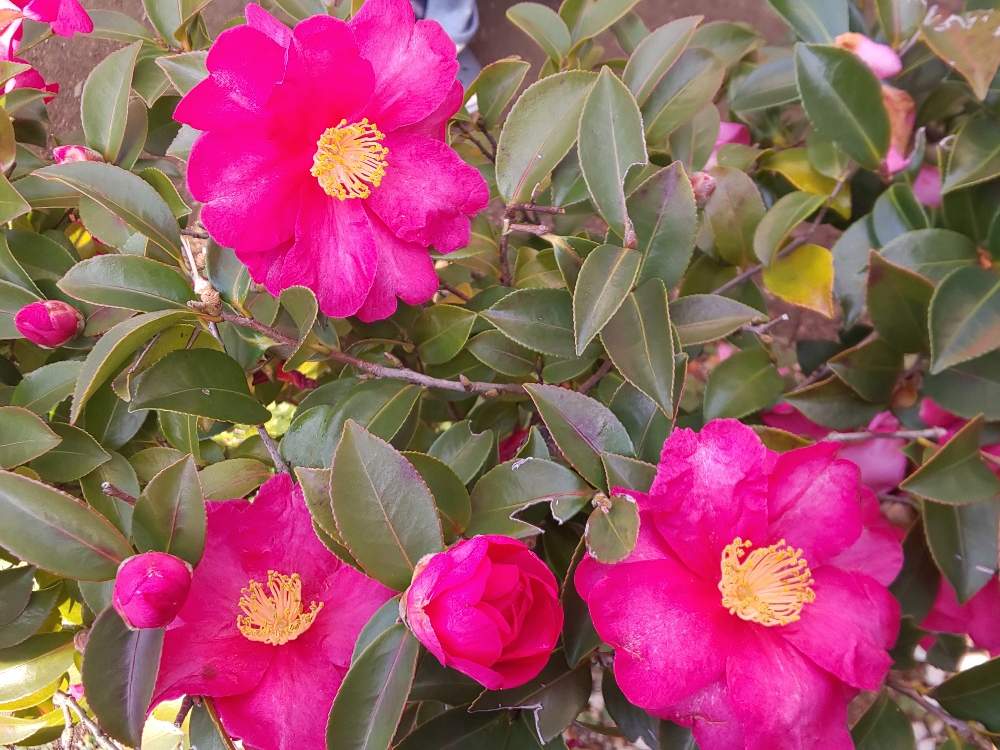 お出かけ先の画像 by Jun.cyさん | お出かけ先と今日こそは球根植えと山茶花・さざんかと図書館にも行くとお向かいさんのお庭と友人とモーニングの日