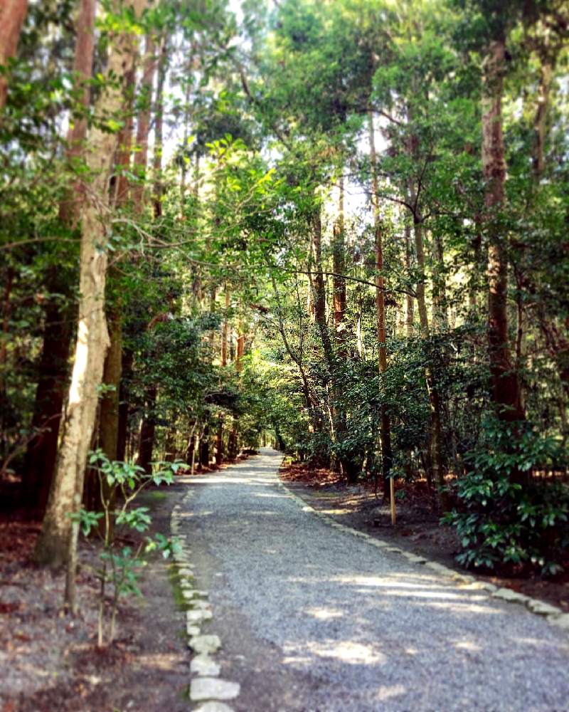 お出かけ先の画像 by Kay_Tmgsk(K's Farm)さん | お出かけ先と神社仏閣とお伊勢参りとキラキラ✨と神社と神気と朝の一枚と今日の一枚と伊勢の神宮と新春と巨木