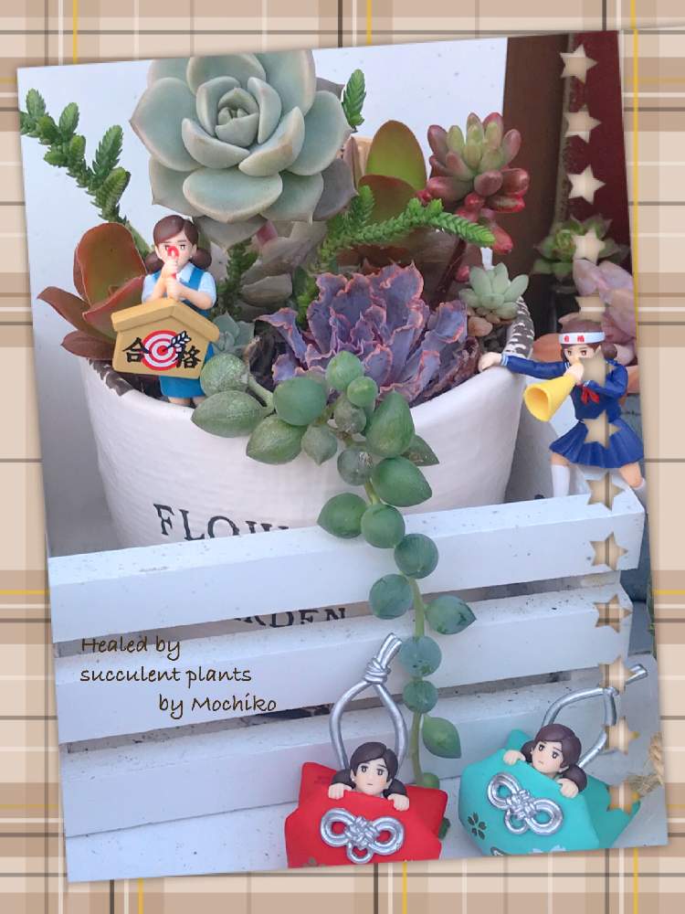 棚の画像 by さくら餅子さん | 棚と多肉植物とキュンキュン乙女倶楽部とひやみかち日本!とたにおたくらぶNo.178*と多肉植物寄せ植えと多肉ラボ©と多肉女子と餅子の多肉寄せ植えと多肉おばちゃんとたにおたくらぶと多肉寄せ植えと頑張れ受験生!とフチ子とがんばれ!