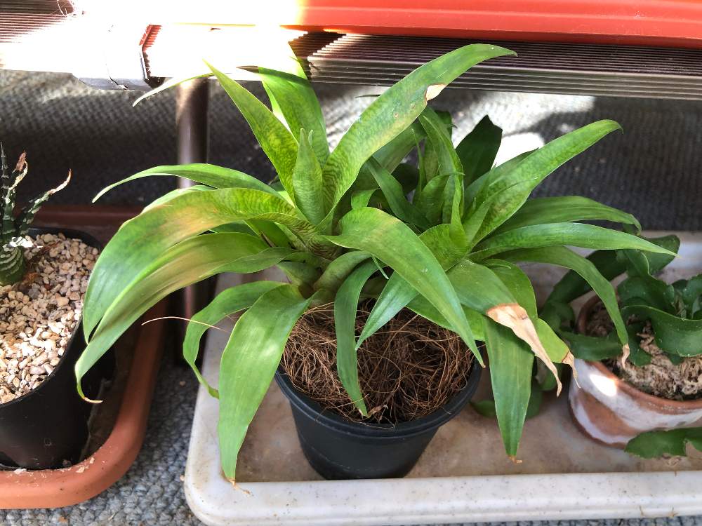 部屋の画像 by bukkieさん | 部屋とフリーセア オスピナエと着生植物と観葉植物とボタニカルライフと植物男子とブロメリアと緑のある暮らしと花のある暮らしとタンクブロメリア