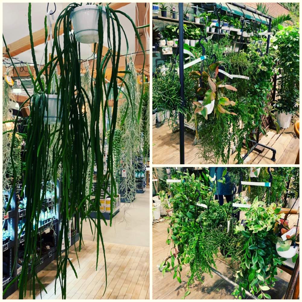 インテリアの画像 by カインズさん | インテリアとホヤレツーサと多肉植物と入荷情報♪とリプサリスロブスターとリプサリスケレウスケラとリプサリスバルチェリーとエスキナンサス マルモラタスとエスキナンサス斑入りと多肉女子とエスキナンサス ヤフロレピスとエスキナンサスツイスターとホームセンターとリプサリスホルビアナと荒木植物園とカインズ浦和美園店とCAINZとカワイ園芸とカインズホームとインテリアグリーン