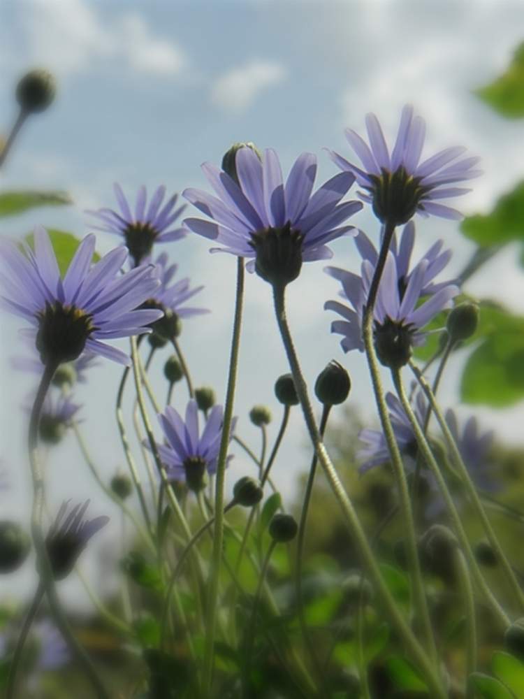 お出かけ先の画像 by KAGRAさん | お出かけ先とブルーデイジーと花のある暮らしと可愛い花と今日のお花と綺麗な花