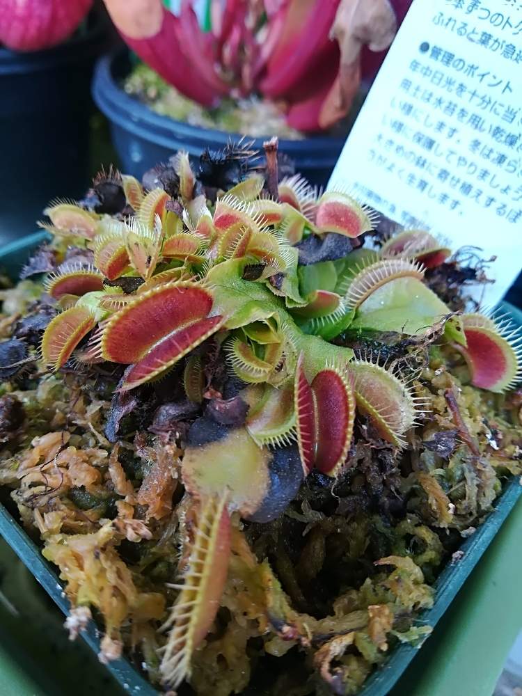 バルコニー/ベランダの画像 by ハイジさん | バルコニー/ベランダとハエトリソウとはじめての食虫植物とチーム愛知