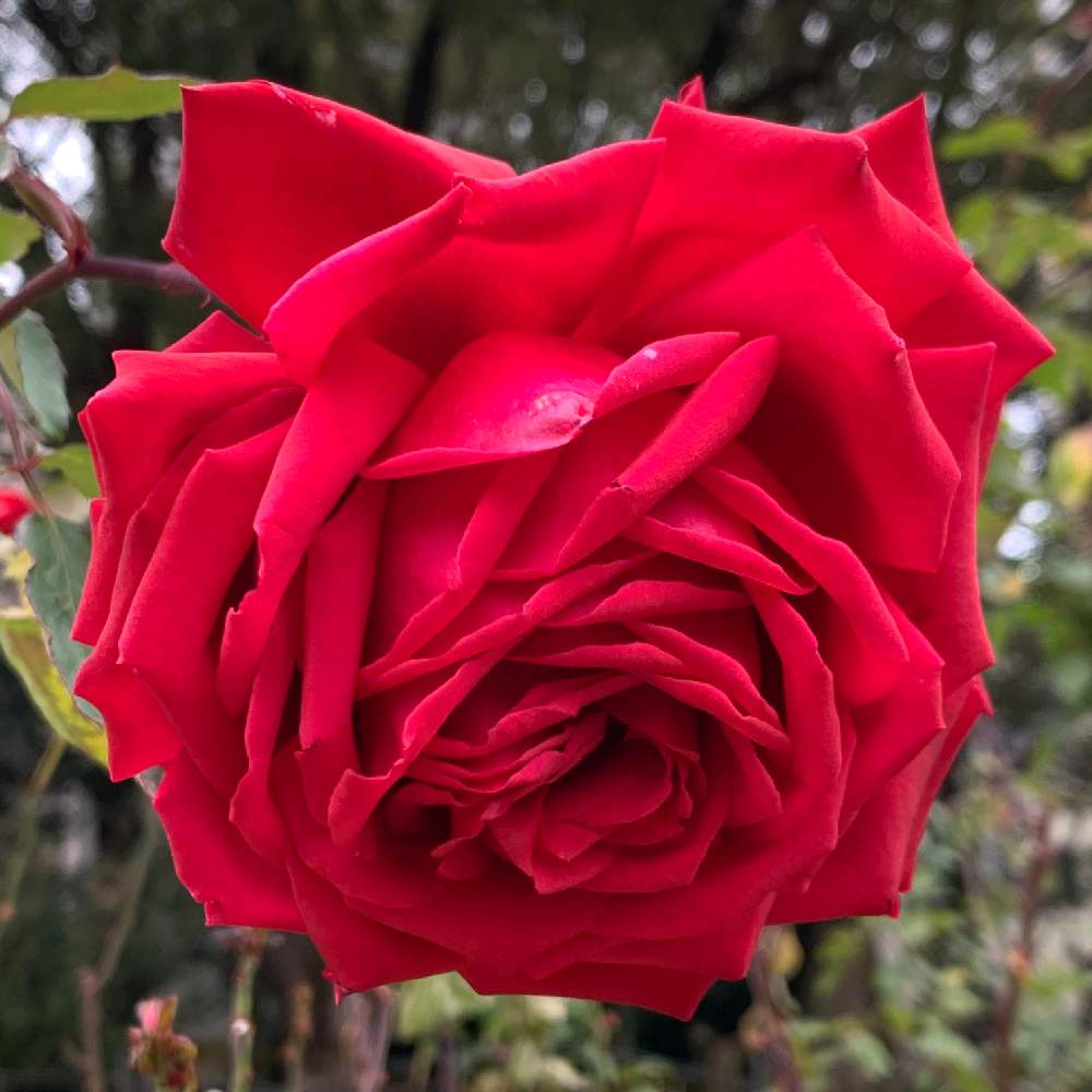 お出かけ先の画像 by Okavangoさん | お出かけ先とばら バラ 薔薇と薔薇愛同盟と薔薇に魅せられてと冬・OSAKAと1/100万本の薔薇と薔薇♪と赤・紅・あか・レッド