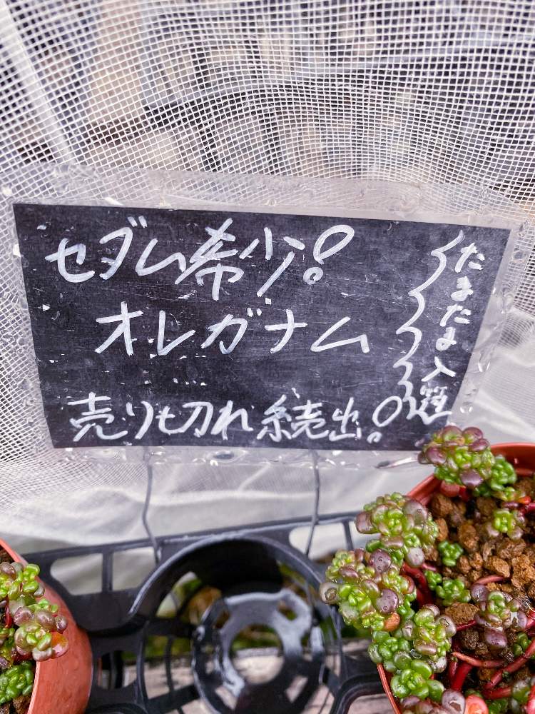 お出かけ先の画像 by なおさん | お出かけ先とオレガナムと多肉植物とたのしみ♡と幸せと植物愛がとまらないとよろしくお願いしますと園芸店と植物大好きと植物だいすきと大好きと植中毒とカクタスニシと素人園芸と小さな幸せ♡とうれしい!と可愛いと多肉専門店と多肉専門店RuPoとルポ