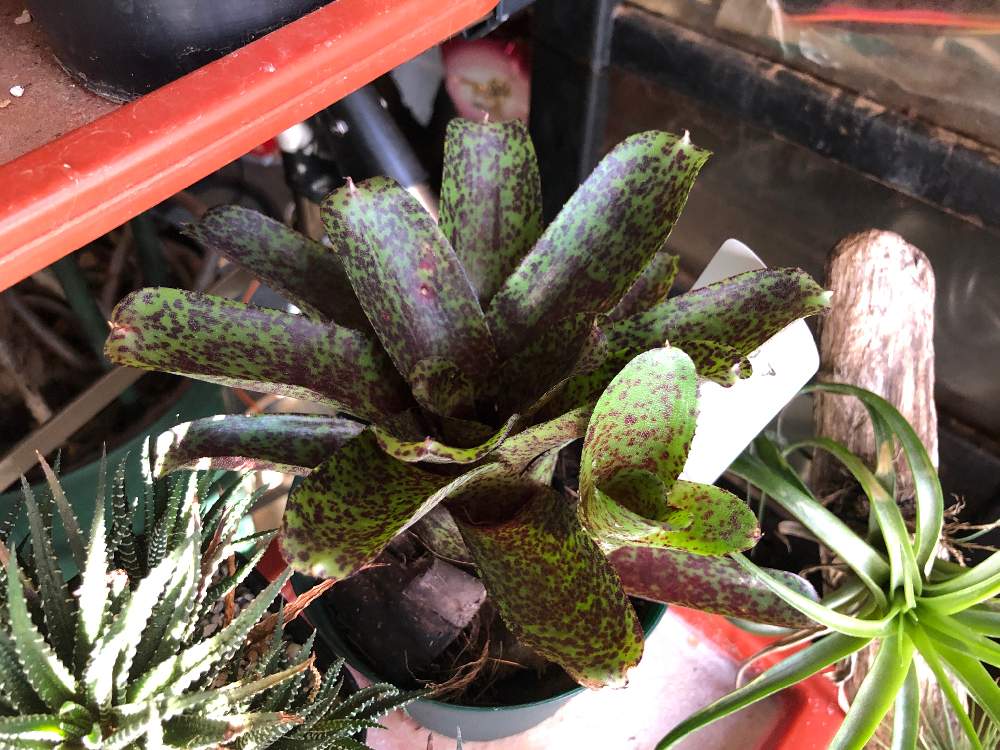 部屋の画像 by bukkieさん | 部屋と着生植物と観葉植物とボタニカルライフと植物男子とブロメリアと緑のある暮らしとタンクブロメリア