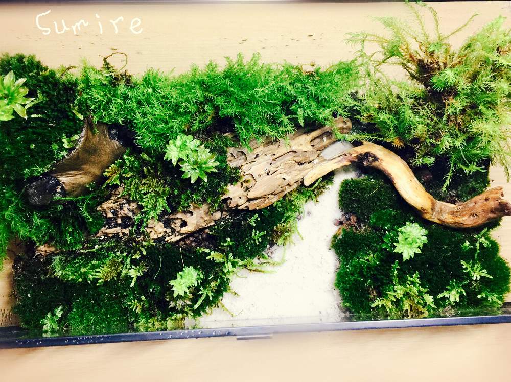 エントランスの画像 by すみれさん | エントランスと苔リウムと苔も好きと初めての苔テラリウムと苔テラリウムと苔好き