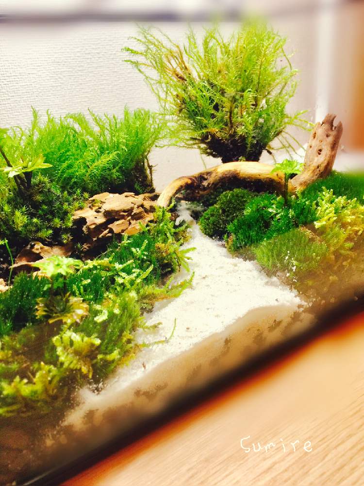 エントランスの画像 by すみれさん | エントランスと苔リウムと苔も好きと初めての苔テラリウムと苔テラリウムと苔好き