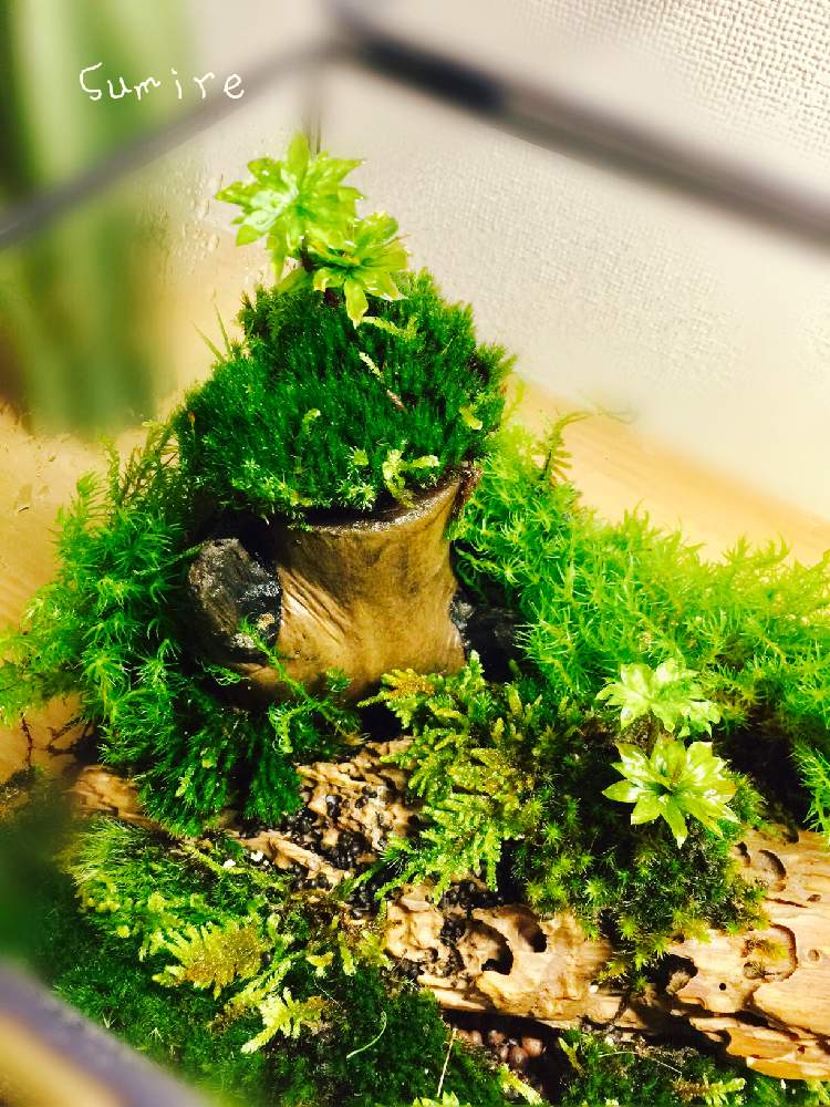 エントランスの画像 by すみれさん | エントランスと苔リウムと苔も好きと初めての苔テラリウムと苔テラリウムと苔好き