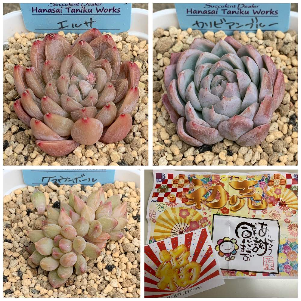 部屋の画像 by lovely rose***さん | 部屋と多肉植物と福の紙とカリビアンブルー☆とクラウンボール♡と多肉のある暮らしとエケベリア属と多肉女子と可愛い〜♡と初売と花彩hanasaiと多肉生活とエルサ♡