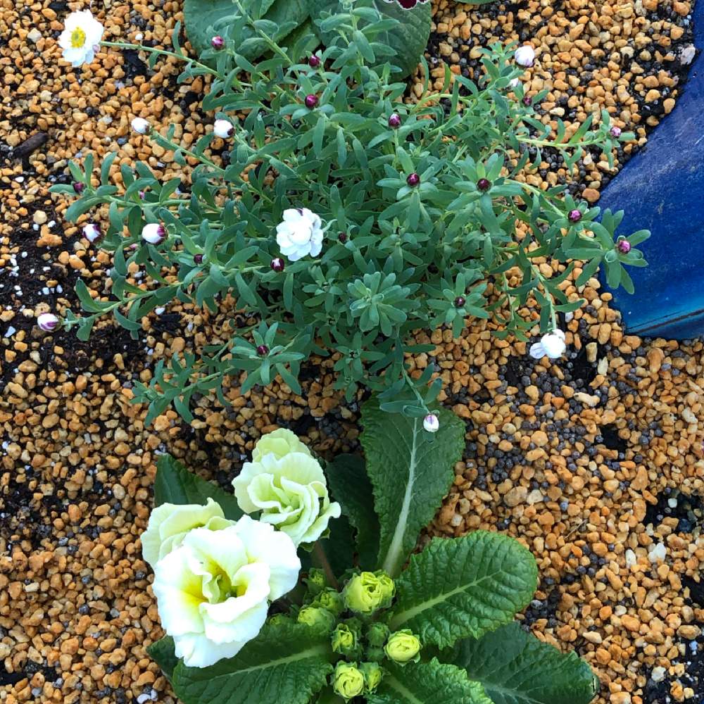 の画像 by My植物図鑑さん | プリムラプレミアム マスカットのジュレとハナカンザシ『花簪』とMyGarden