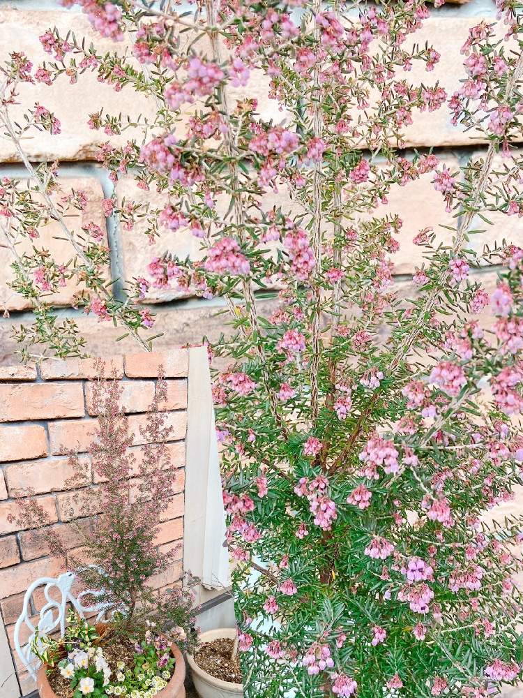小さな庭の画像 by Mの森さん | 小さな庭とエリカと花のある暮らしと植中毒とHTCとチーム愛知