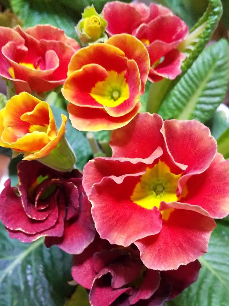 部屋の画像 by 薔薇まみさん | 部屋と思いやりの気持ちと暖かい心と元気をくれると優しい心とありがとうと花のある暮らしと心の癒しとお花は友達