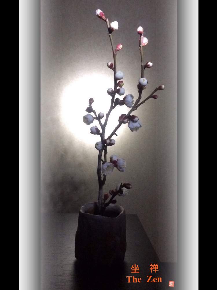 部屋の画像 by Kazyanさん | 部屋と白梅の花と白梅シリーズ 和堂と生花シリーズ 和堂と梅シリーズ 和堂とミニ花器と小さな花器と花器の色々 和堂と満月シリーズ 和堂