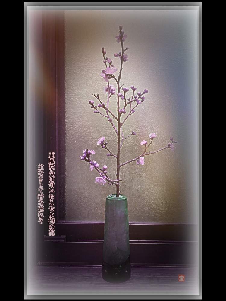 の画像 by Kazyanさん | 白梅の花と生花シリーズ 和堂と白梅シリーズ 和堂と詠歌シリーズ 和堂と梅シリーズ 和堂と小さな花器と花器の色々 和堂
